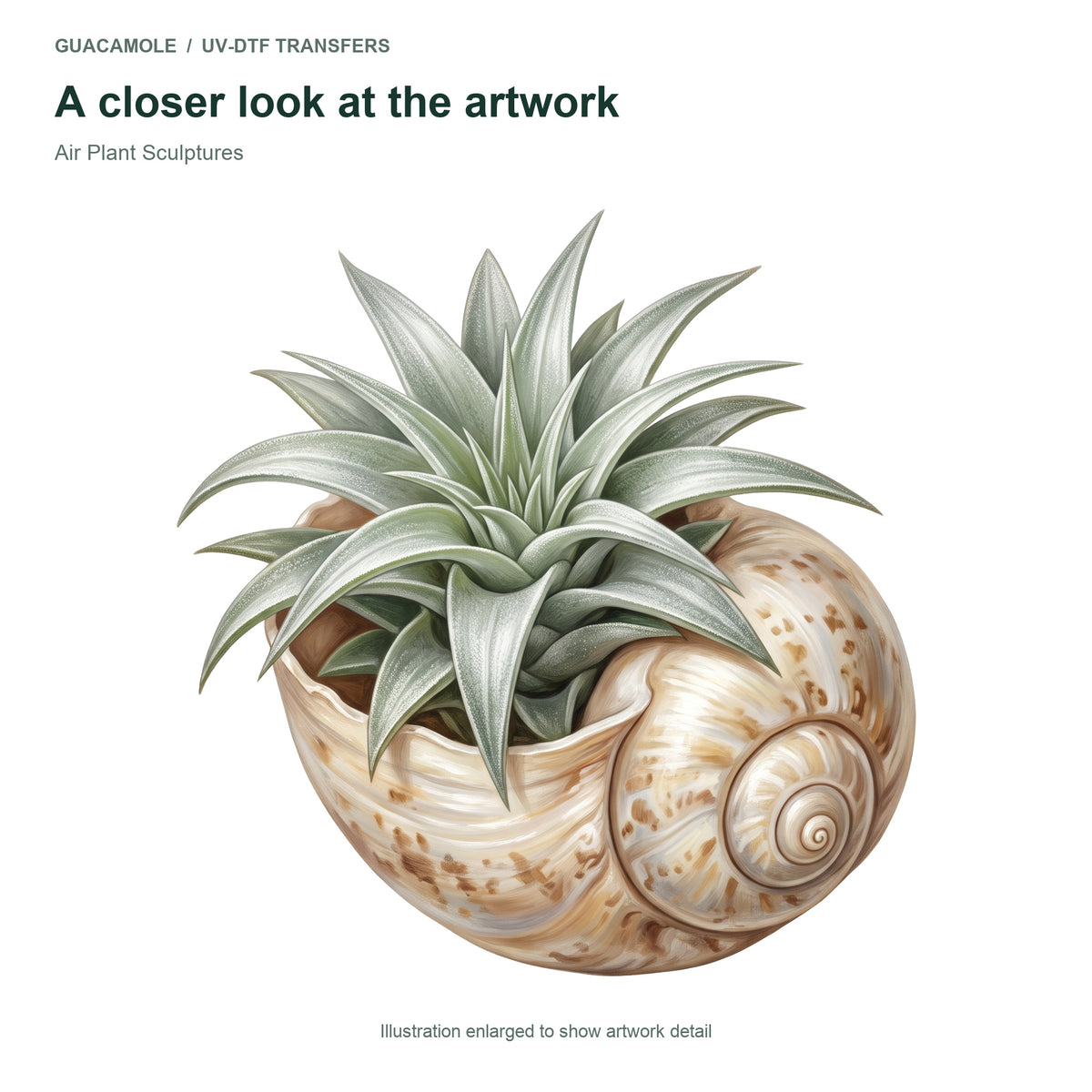 Air Plant Sculptures — Artwork detail