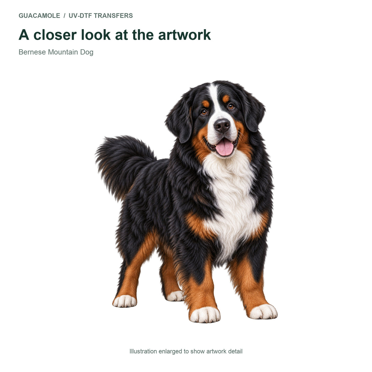 Bernese Mountain Dog — Artwork detail