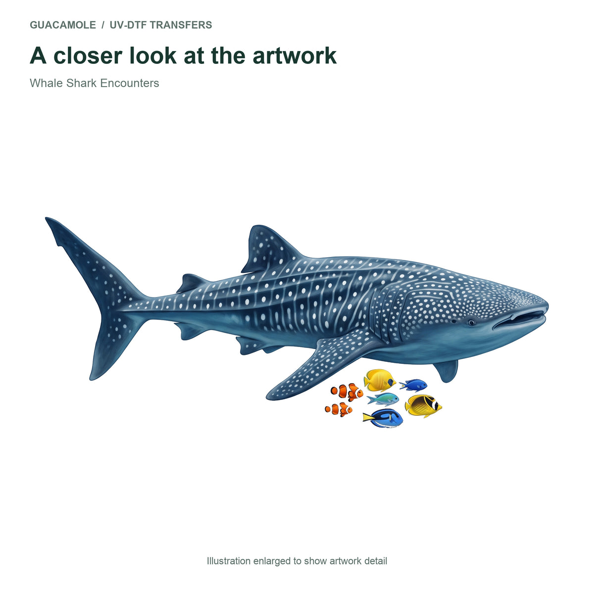 Whale Shark Encounters — Artwork detail