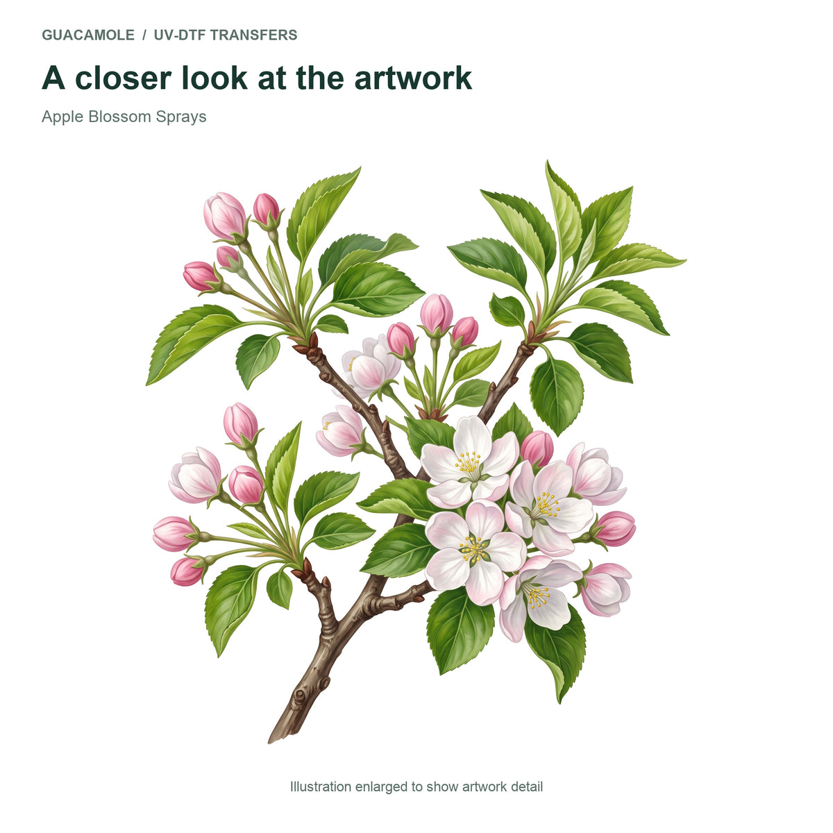 Apple Blossom Sprays — Artwork detail
