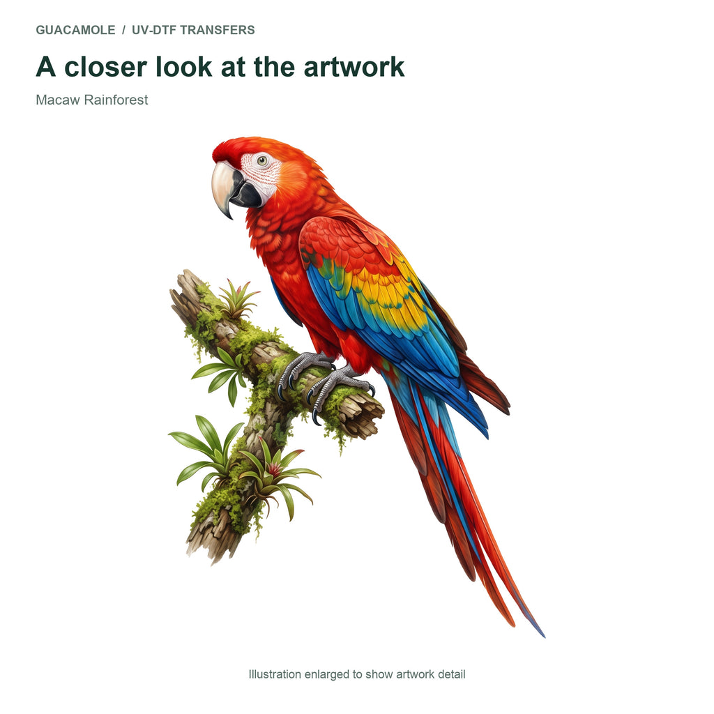 Macaw Rainforest — Artwork detail