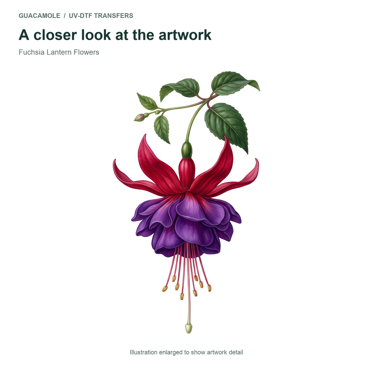 Fuchsia Lantern Flowers — Artwork detail