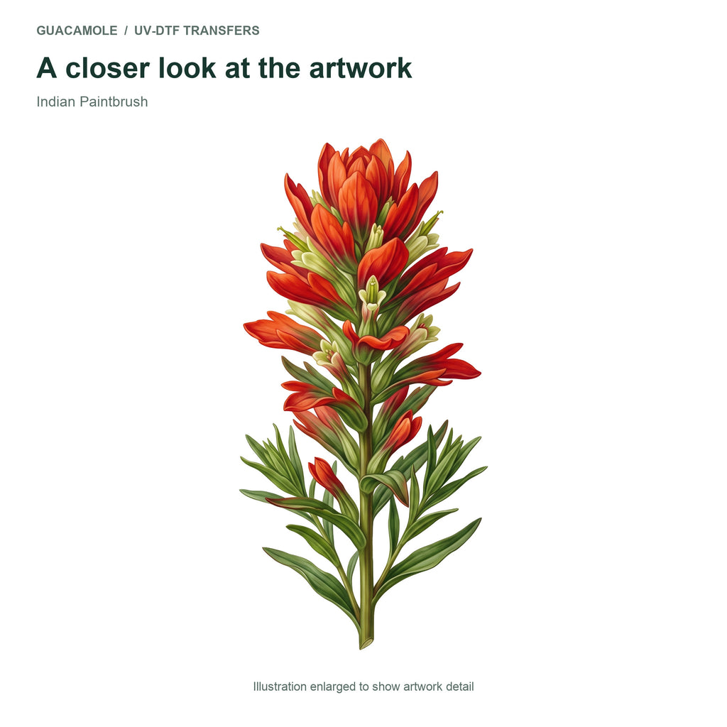 Indian Paintbrush — Artwork detail