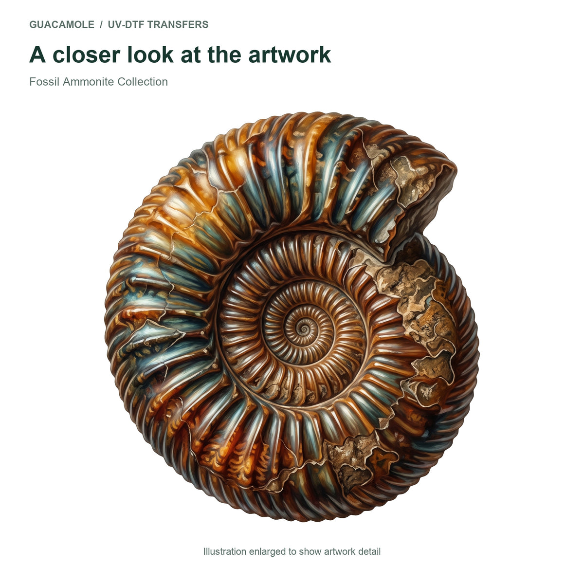 Fossil Ammonite Collection — Artwork detail
