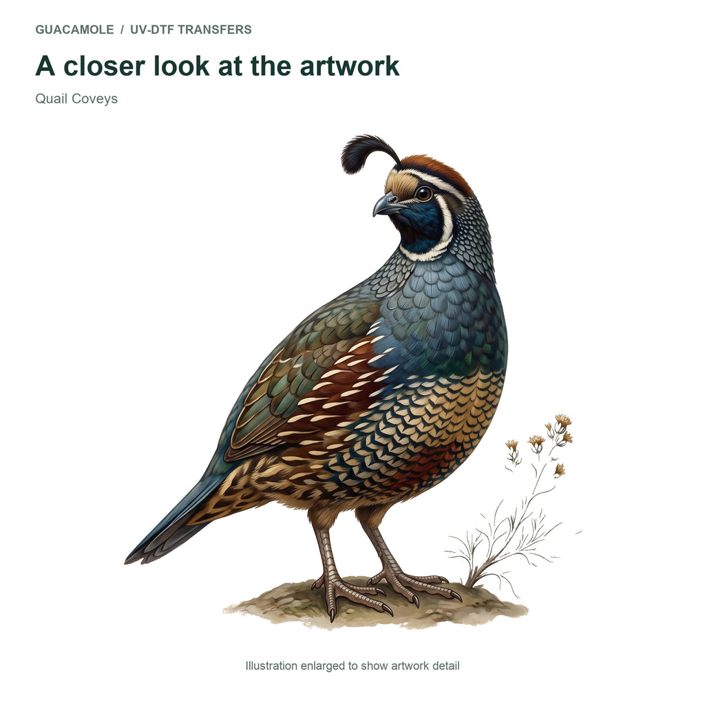 Quail Coveys — Artwork detail