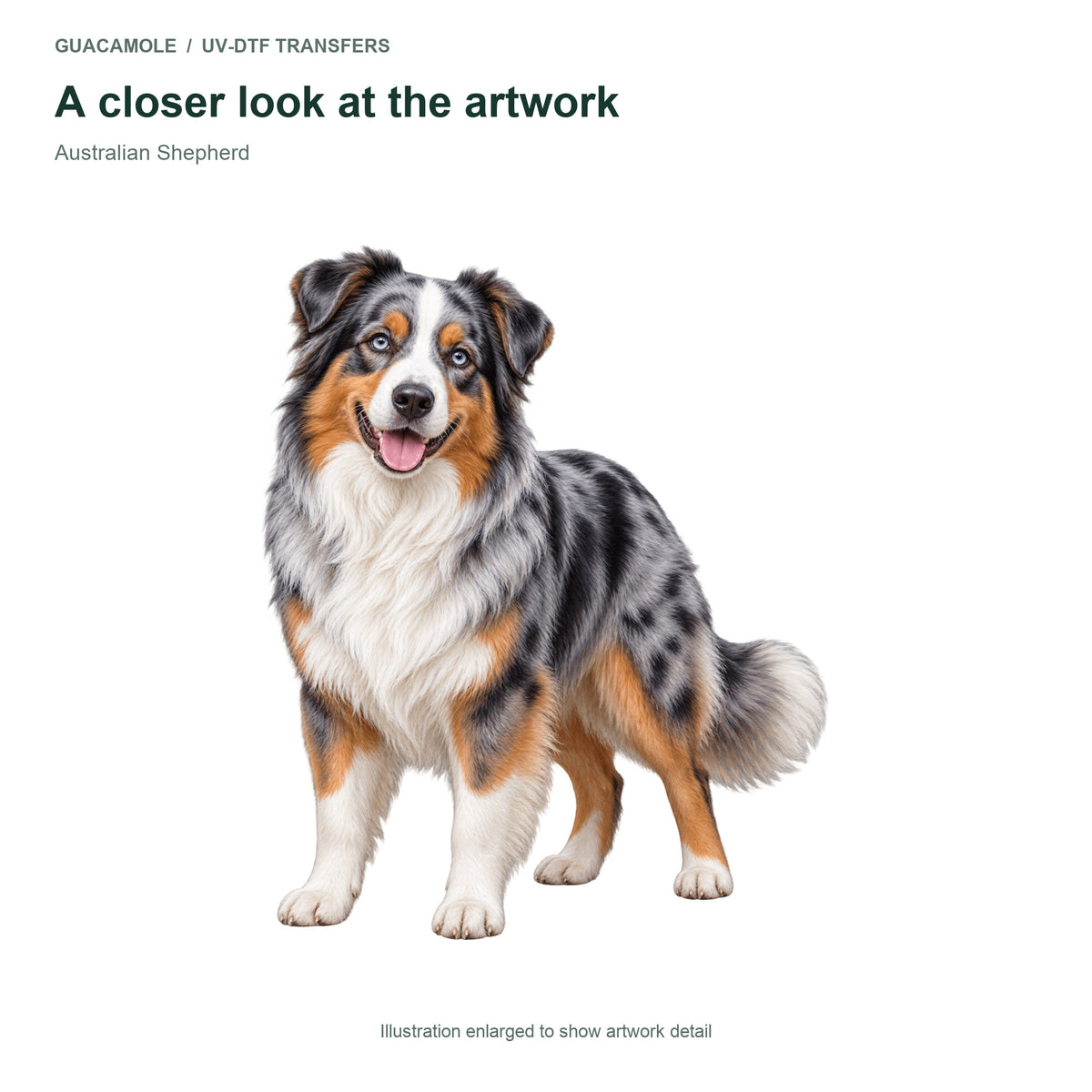 Australian Shepherd — Artwork detail