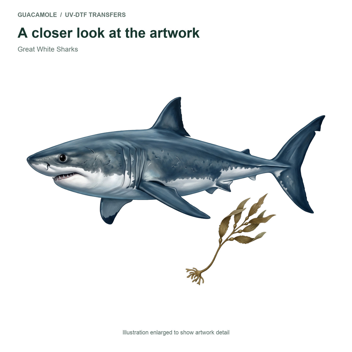 Great White Sharks — Artwork detail