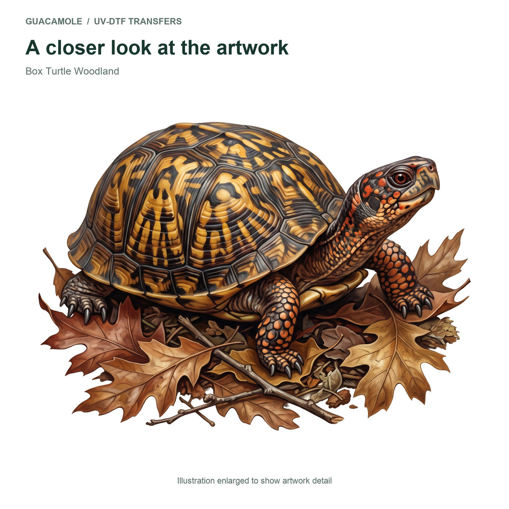 Box Turtle Woodland — Artwork detail