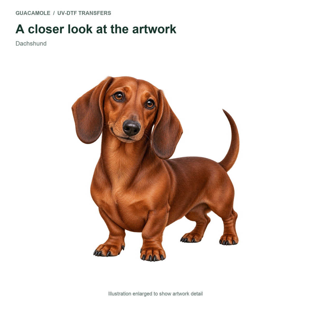 Dachshund — Artwork detail