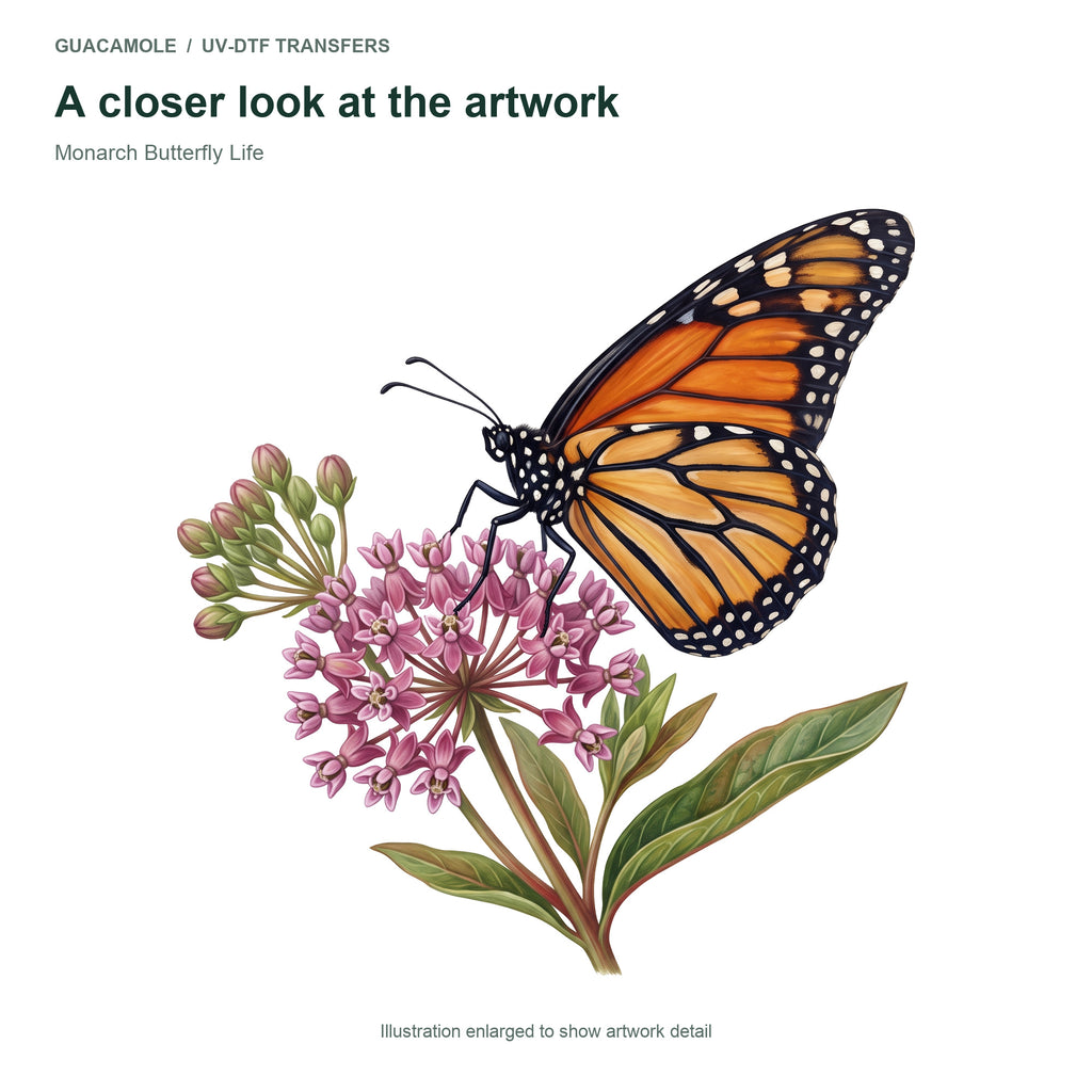 Monarch Butterfly Life — Artwork detail