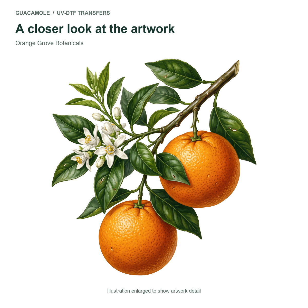 Orange Grove Botanicals — Artwork detail