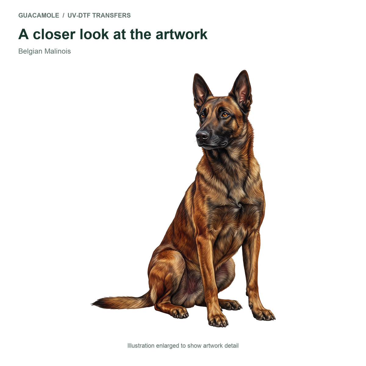 Belgian Malinois — Artwork detail