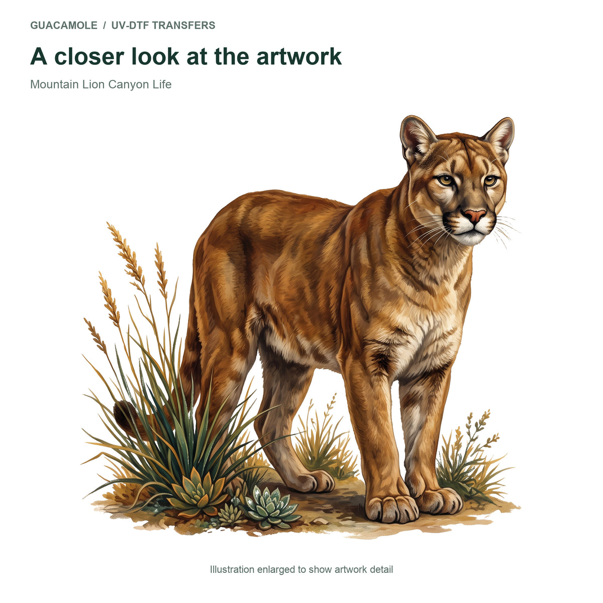 Mountain Lion Canyon Life — Artwork detail