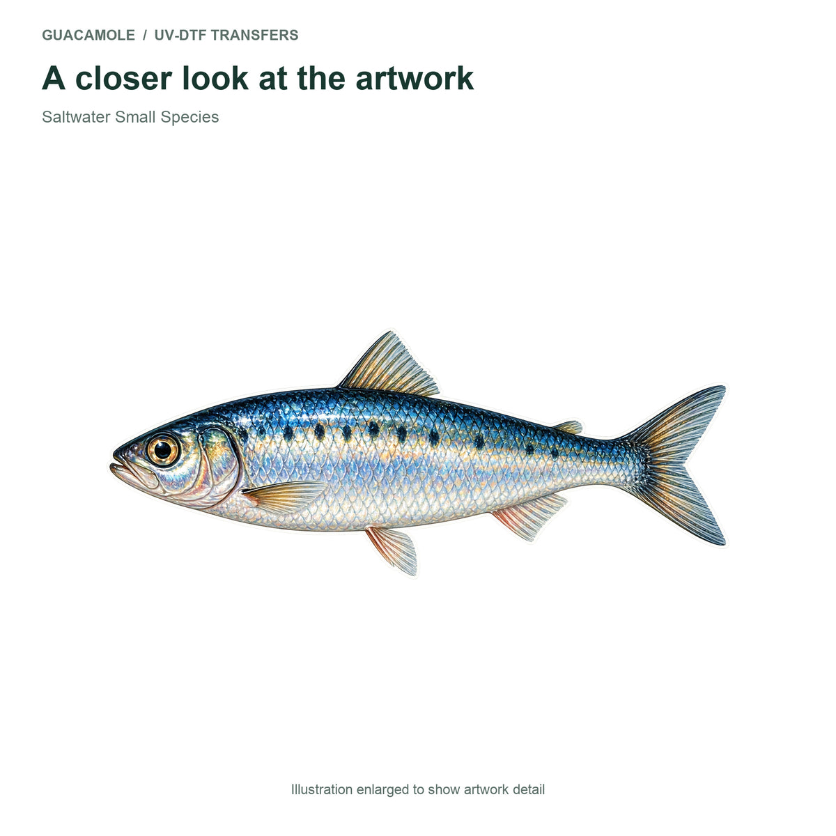 Saltwater Small Species — Artwork detail