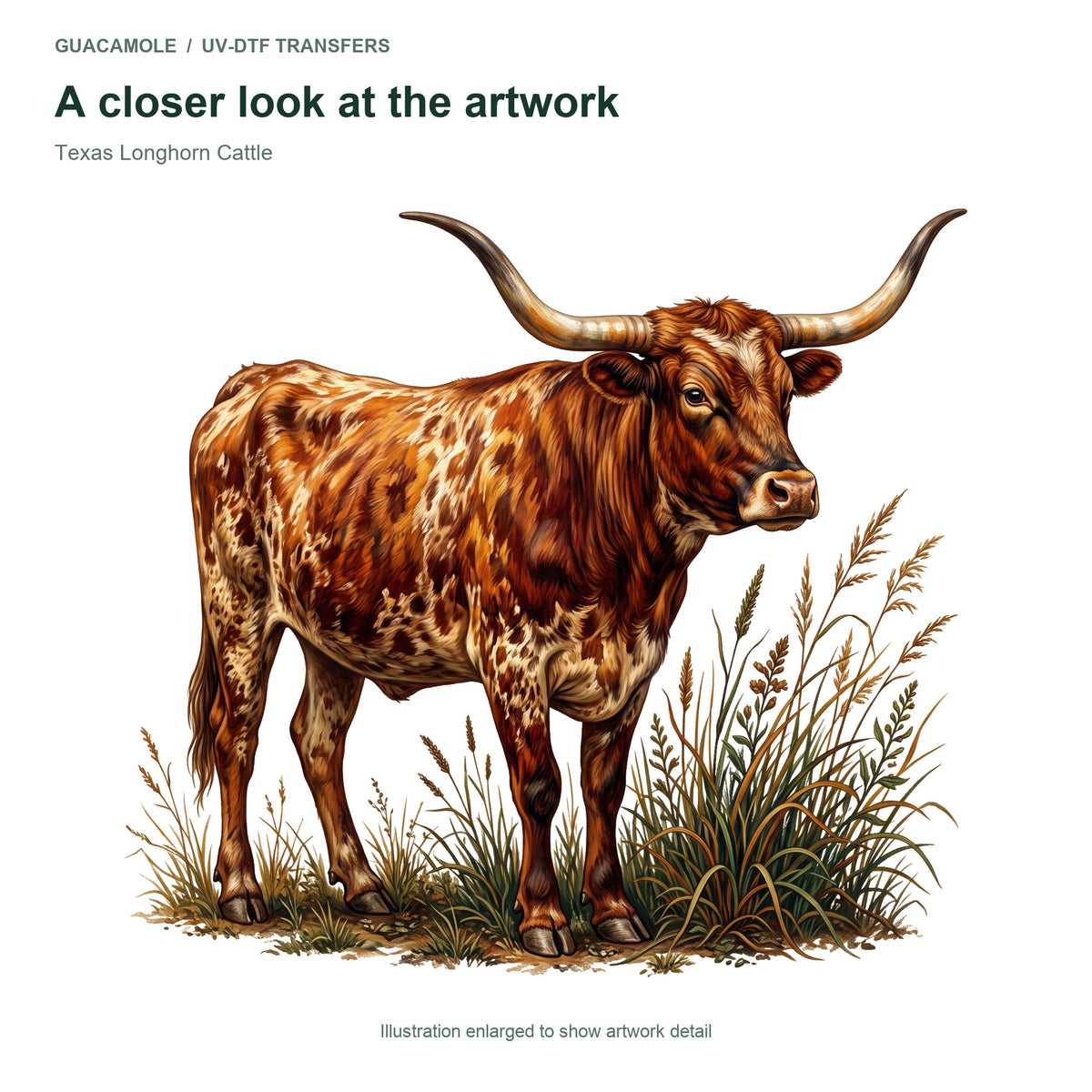 Texas Longhorn Cattle — Artwork detail