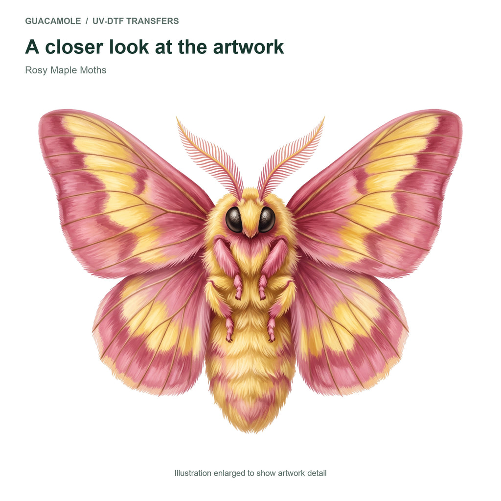 Rosy Maple Moths — Artwork detail