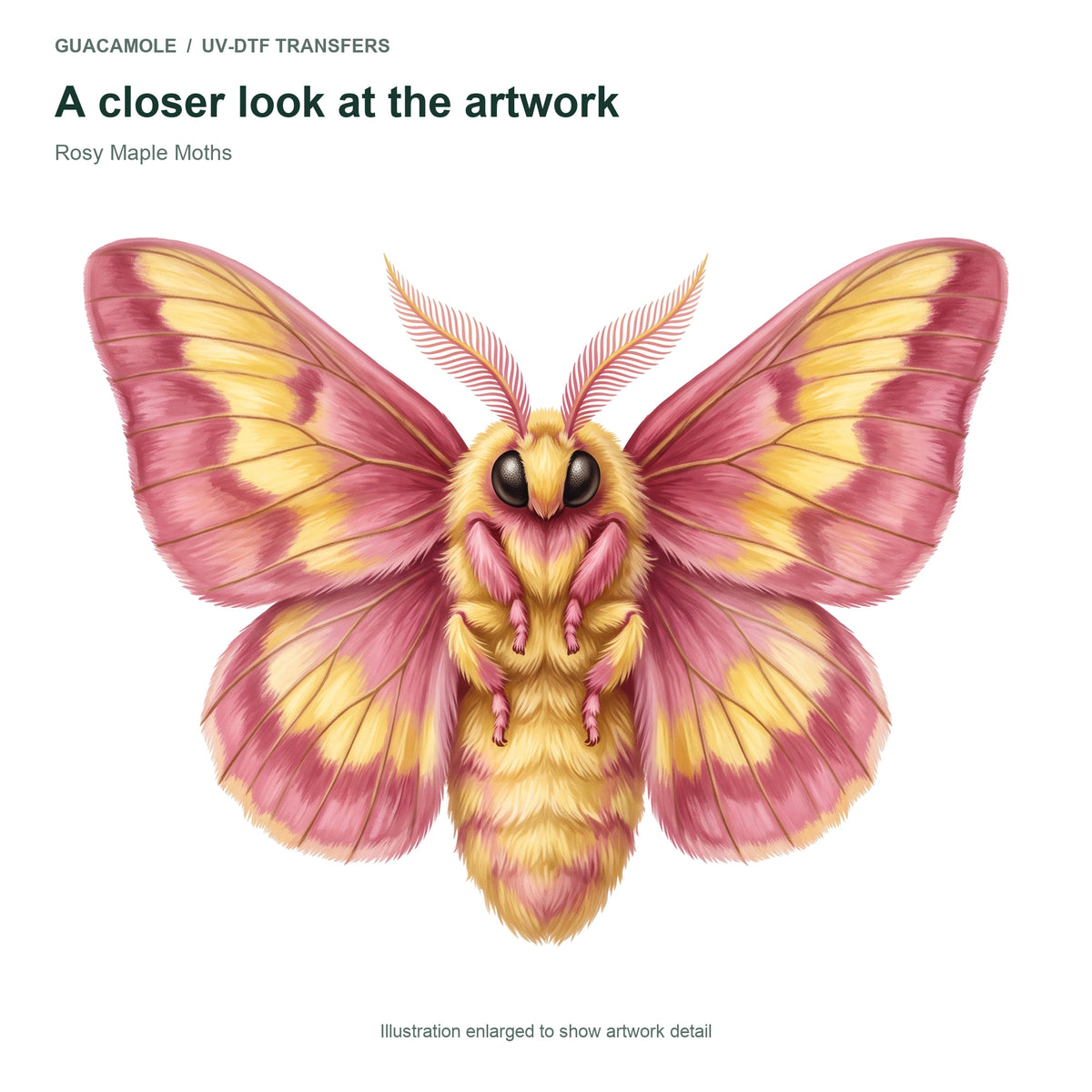 Rosy Maple Moths — Artwork detail