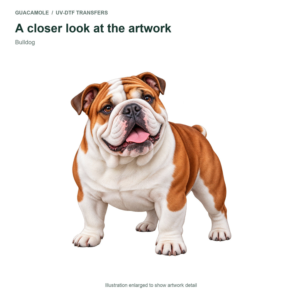 Bulldog — Artwork detail