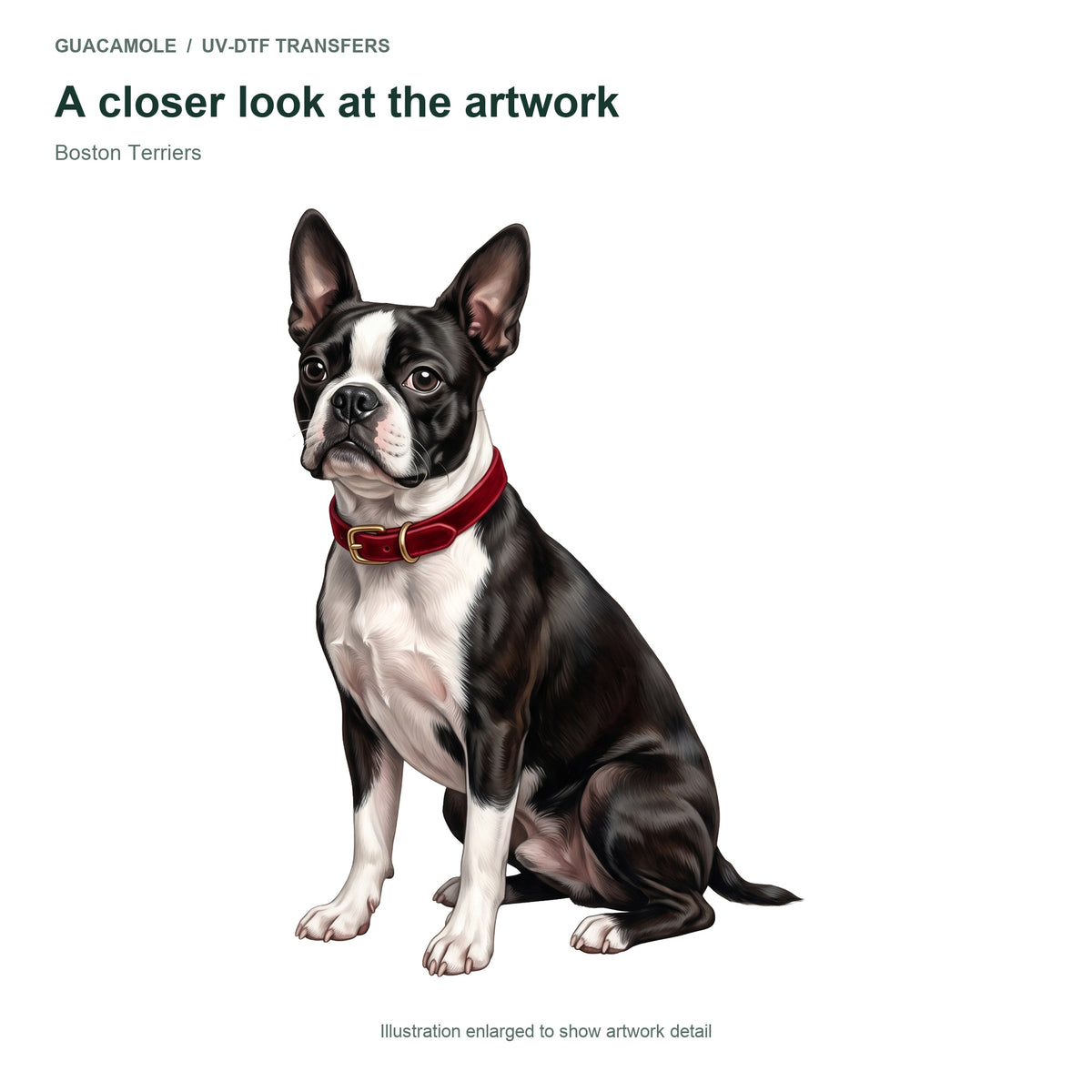 Boston Terriers — Artwork detail
