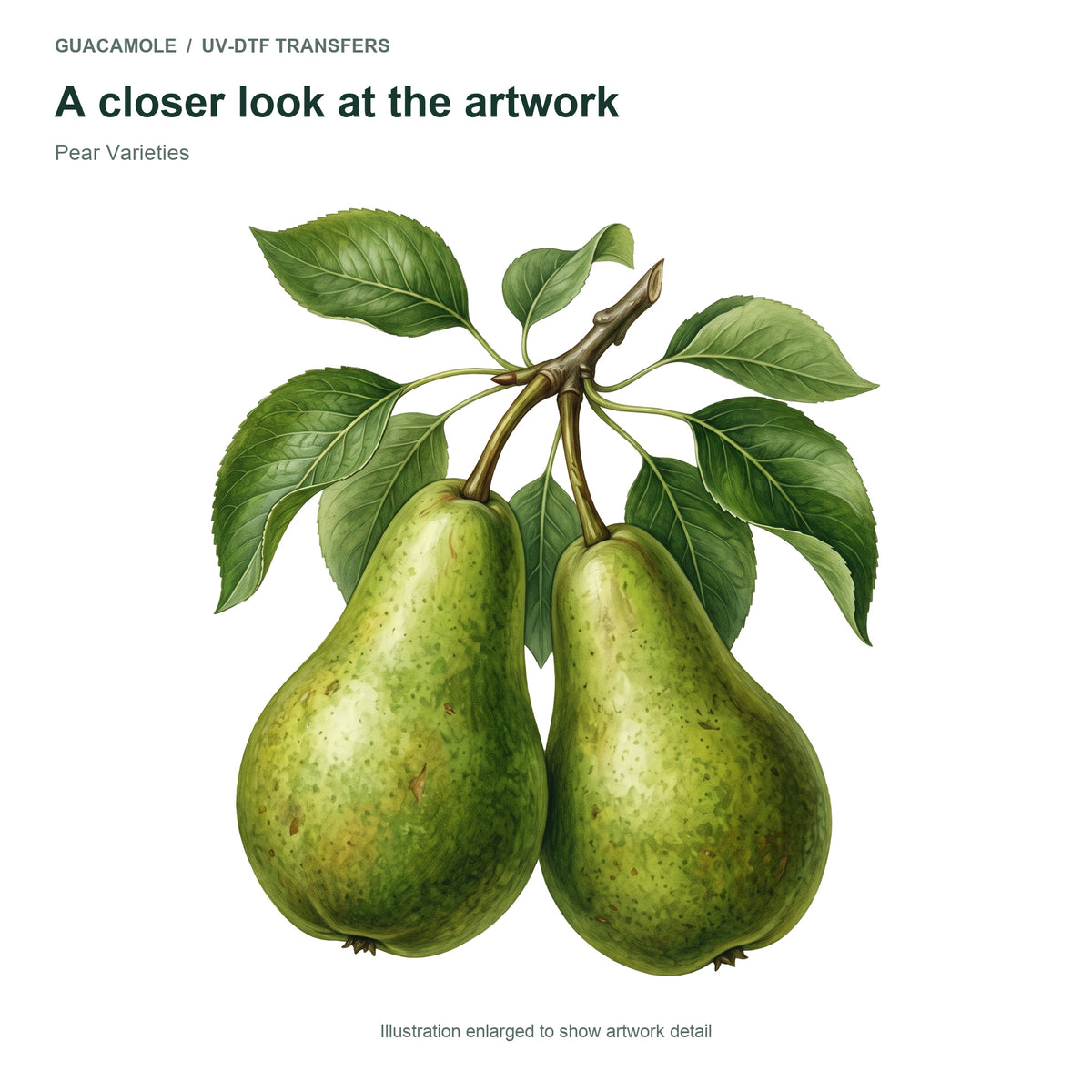 Pear Varieties — Artwork detail