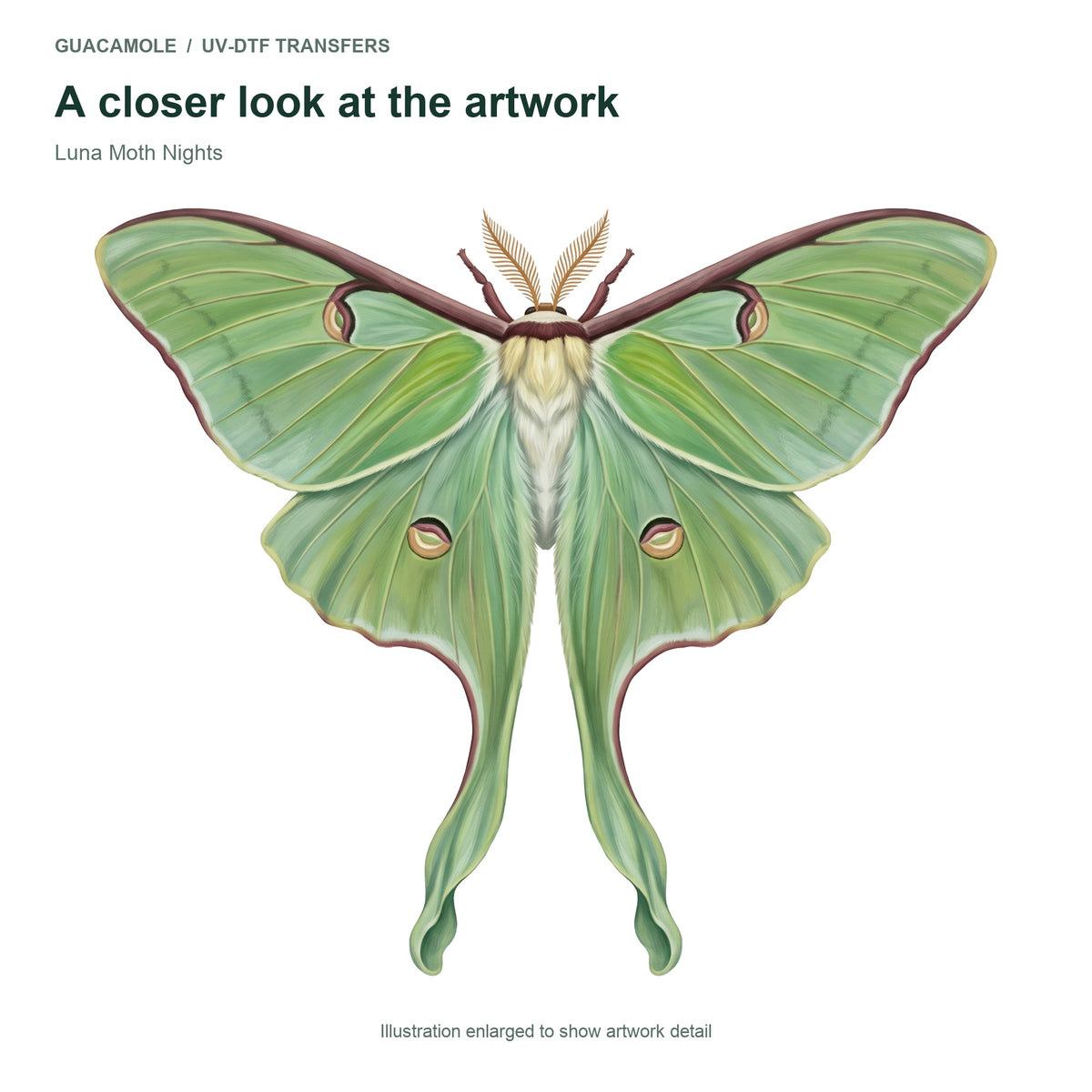 Luna Moth Nights — Artwork detail