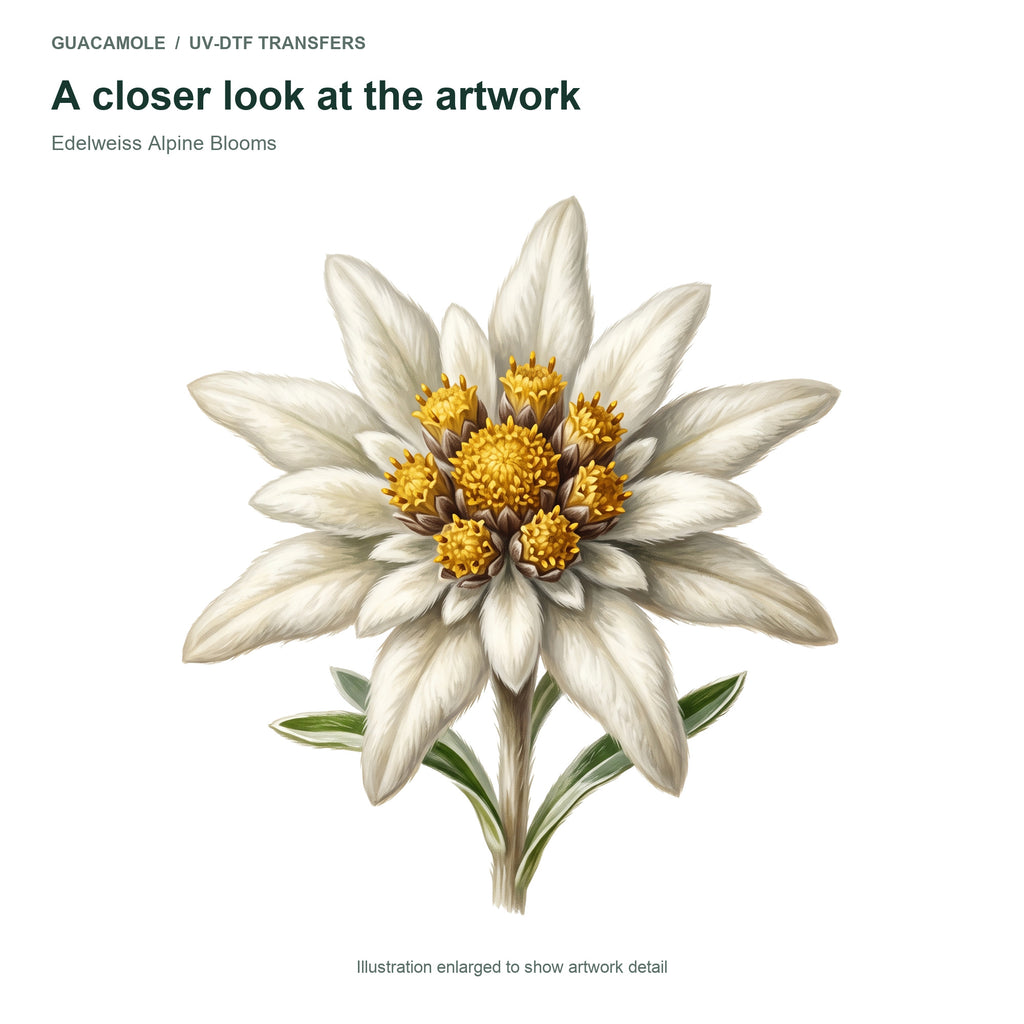 Edelweiss Alpine Blooms — Artwork detail