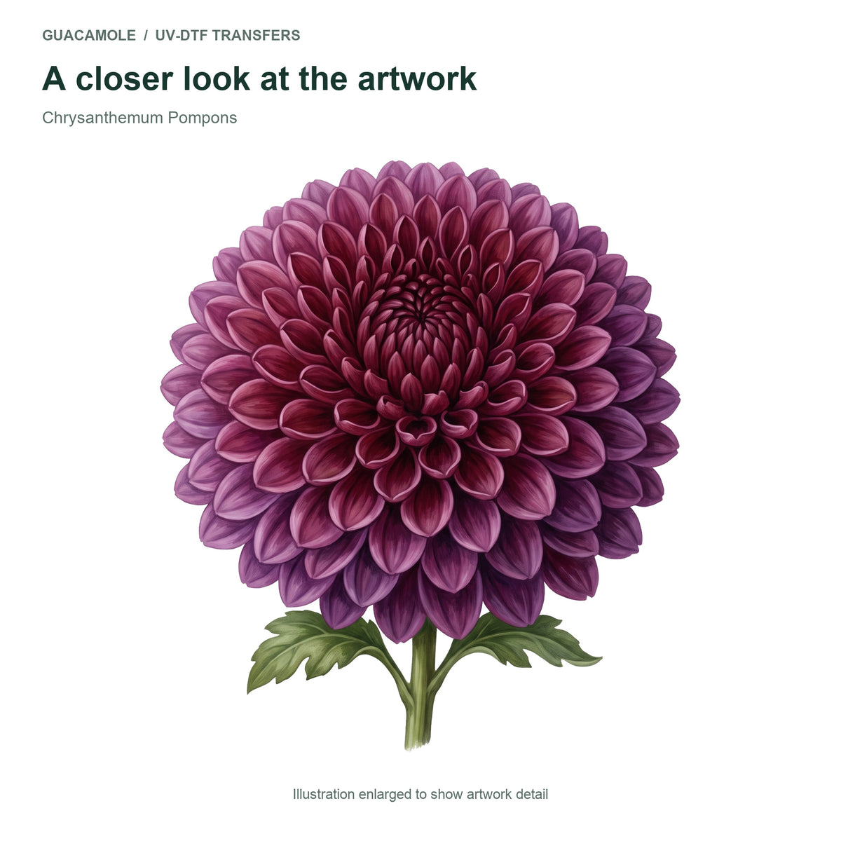 Chrysanthemum Pompons — Artwork detail