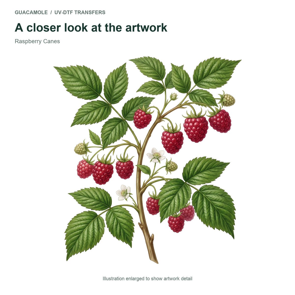 Raspberry Canes — Artwork detail