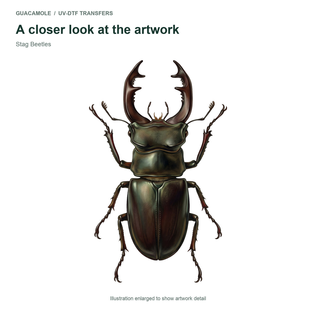 Stag Beetles — Artwork detail