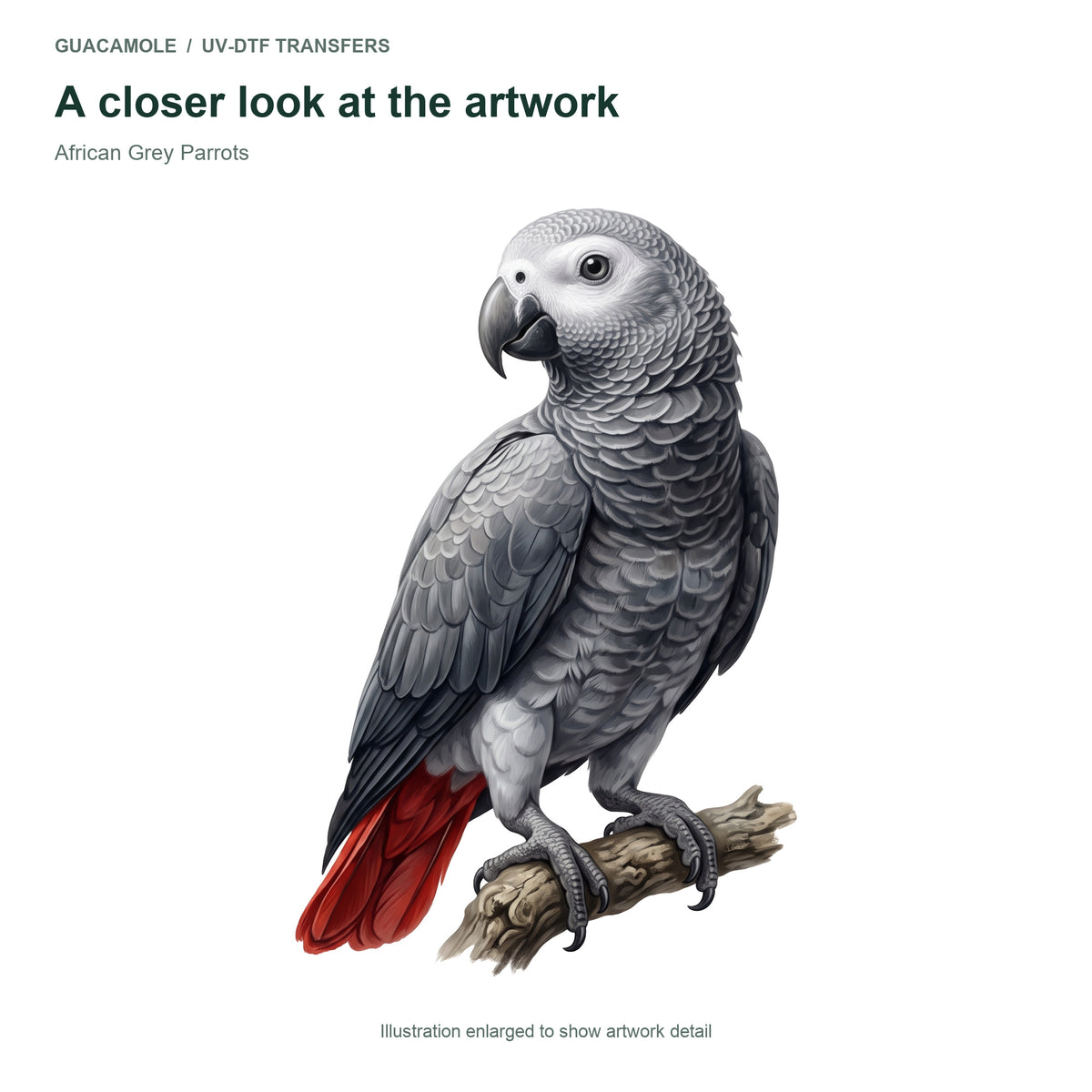 African Grey Parrots — Artwork detail
