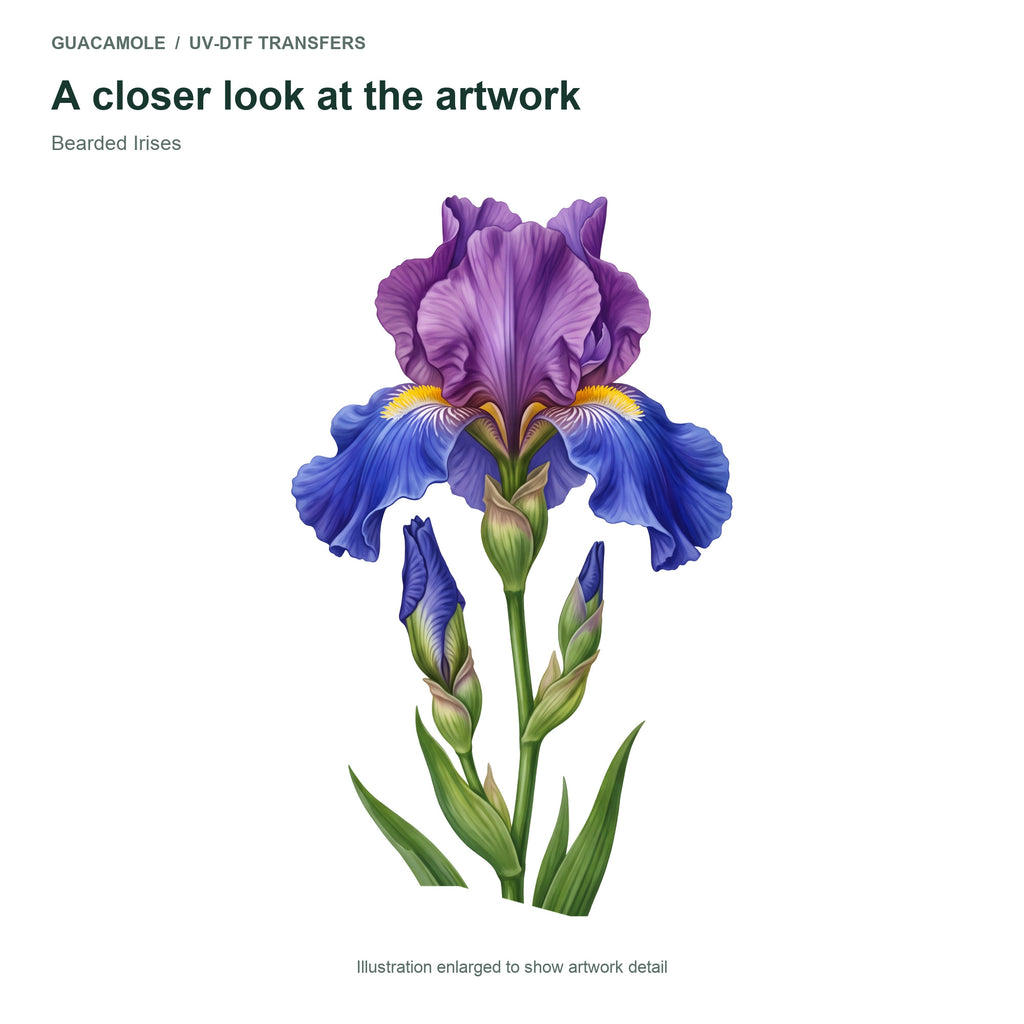 Bearded Irises — Artwork detail