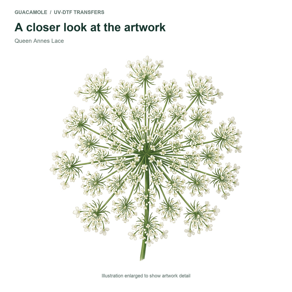 Queen Annes Lace — Artwork detail