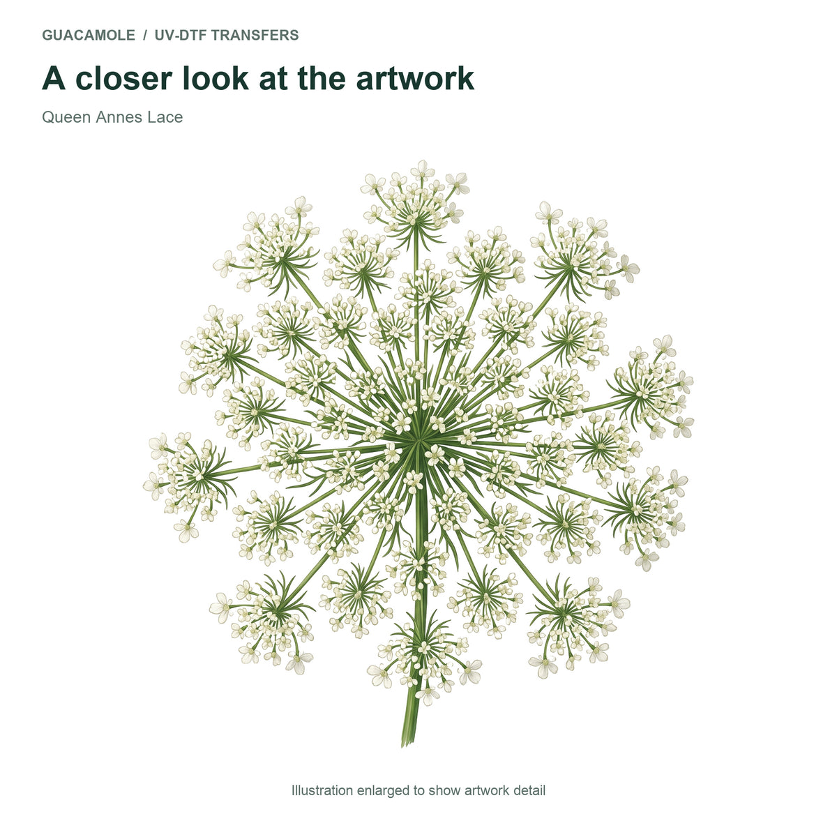 Queen Annes Lace — Artwork detail